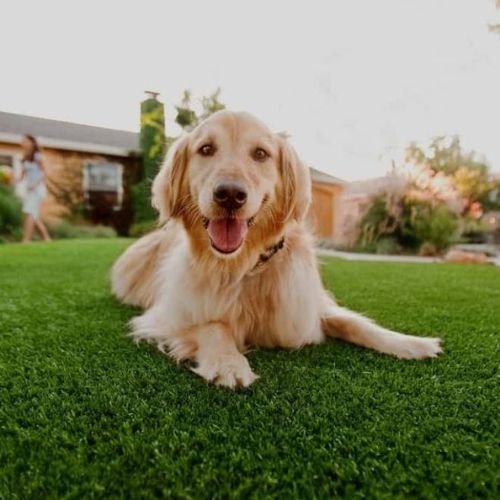Pet-friendly Artificial Grass Dubai